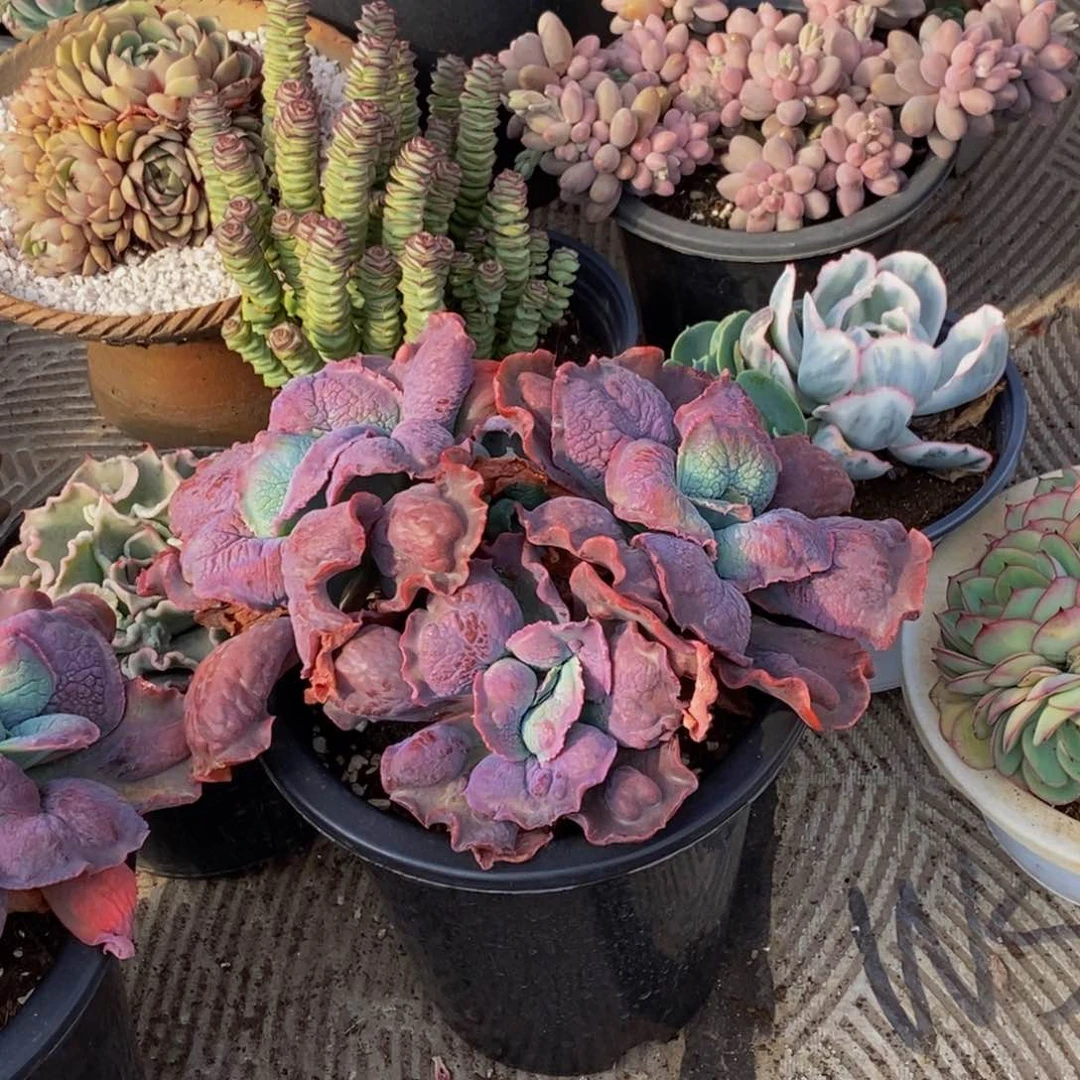 偶****茫48包邮一物一拍多肉植物