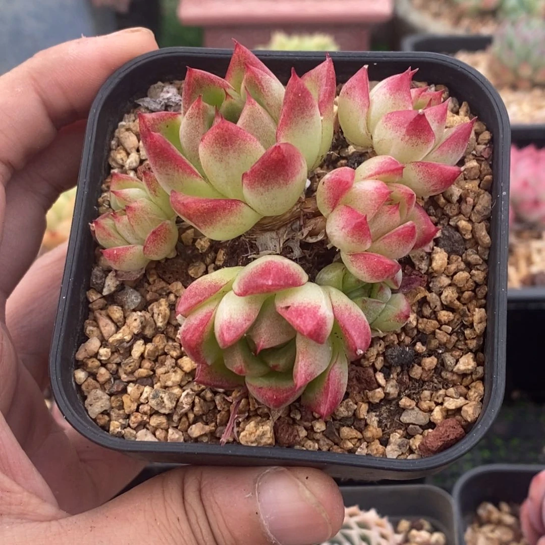 小海螺杂交精控群生