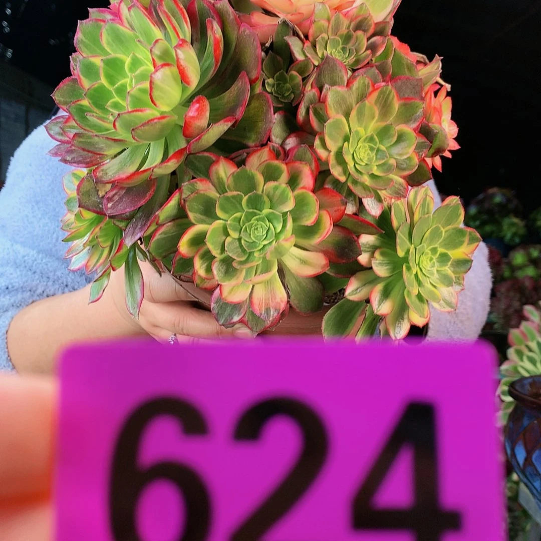 ssssssssssssssssssssss624