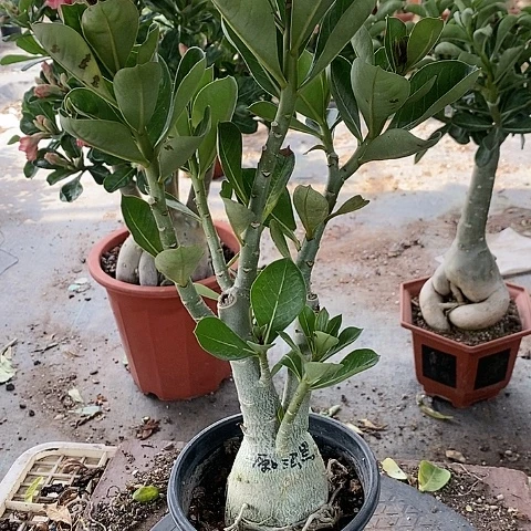 【闪购商品】无花朵苏*