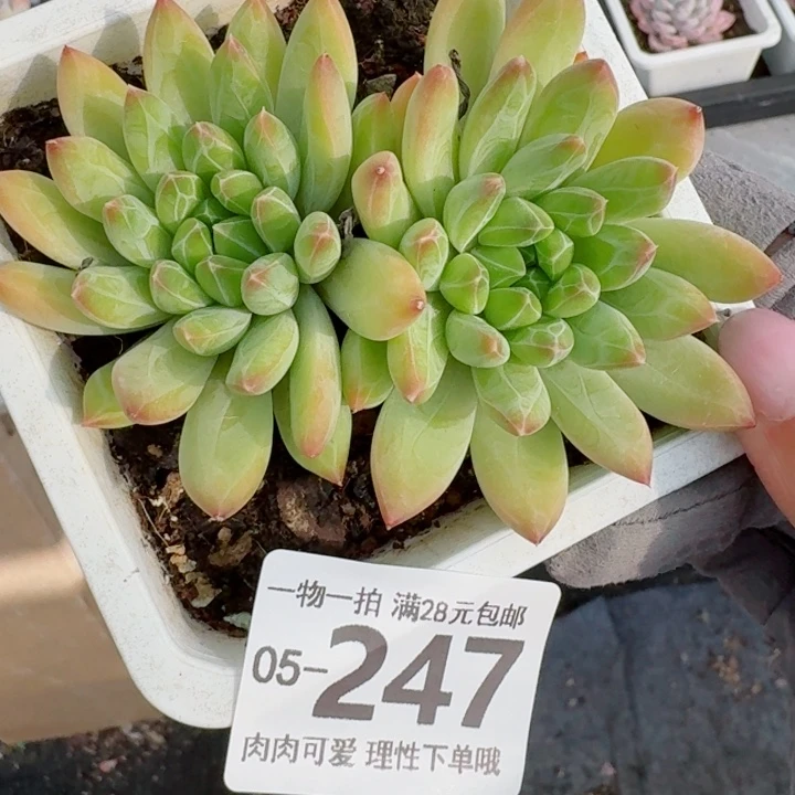 青花瓷无盆土发货多肉多