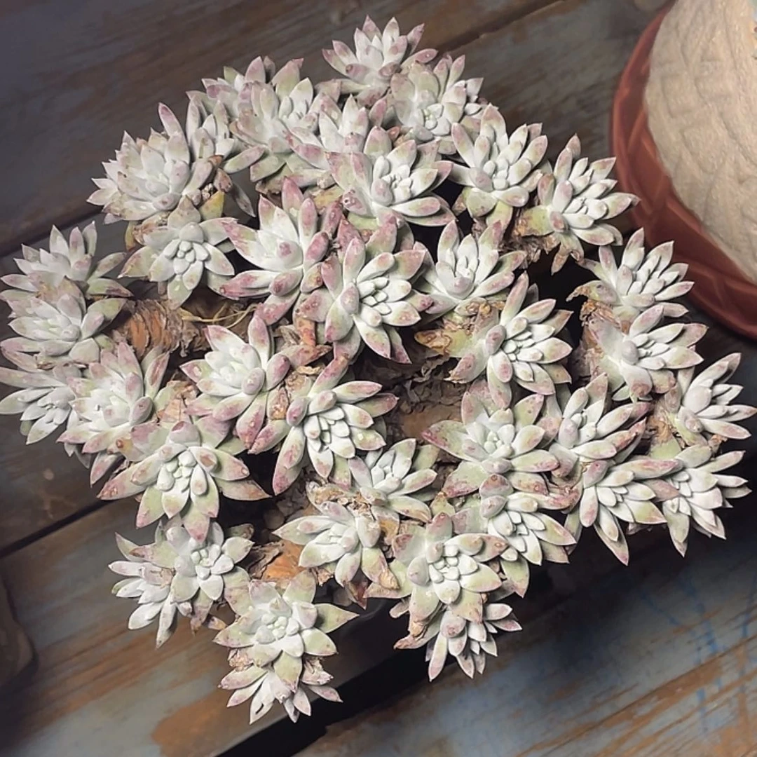 【闪购商品】皮***只白姆老庄