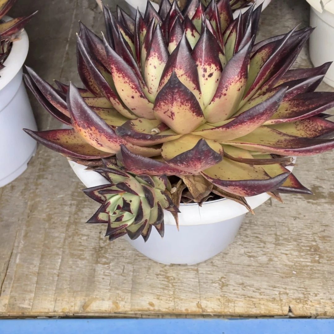 学*多肉植物，山人园艺