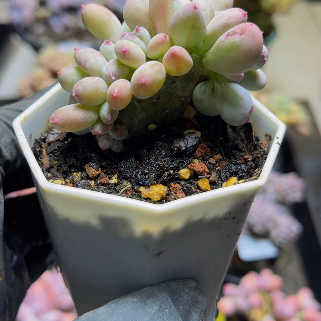 343苹果奶缀化6厘米多肉