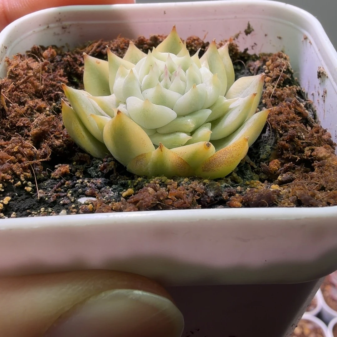 别***！星钻珍妮锦植物一物一拍