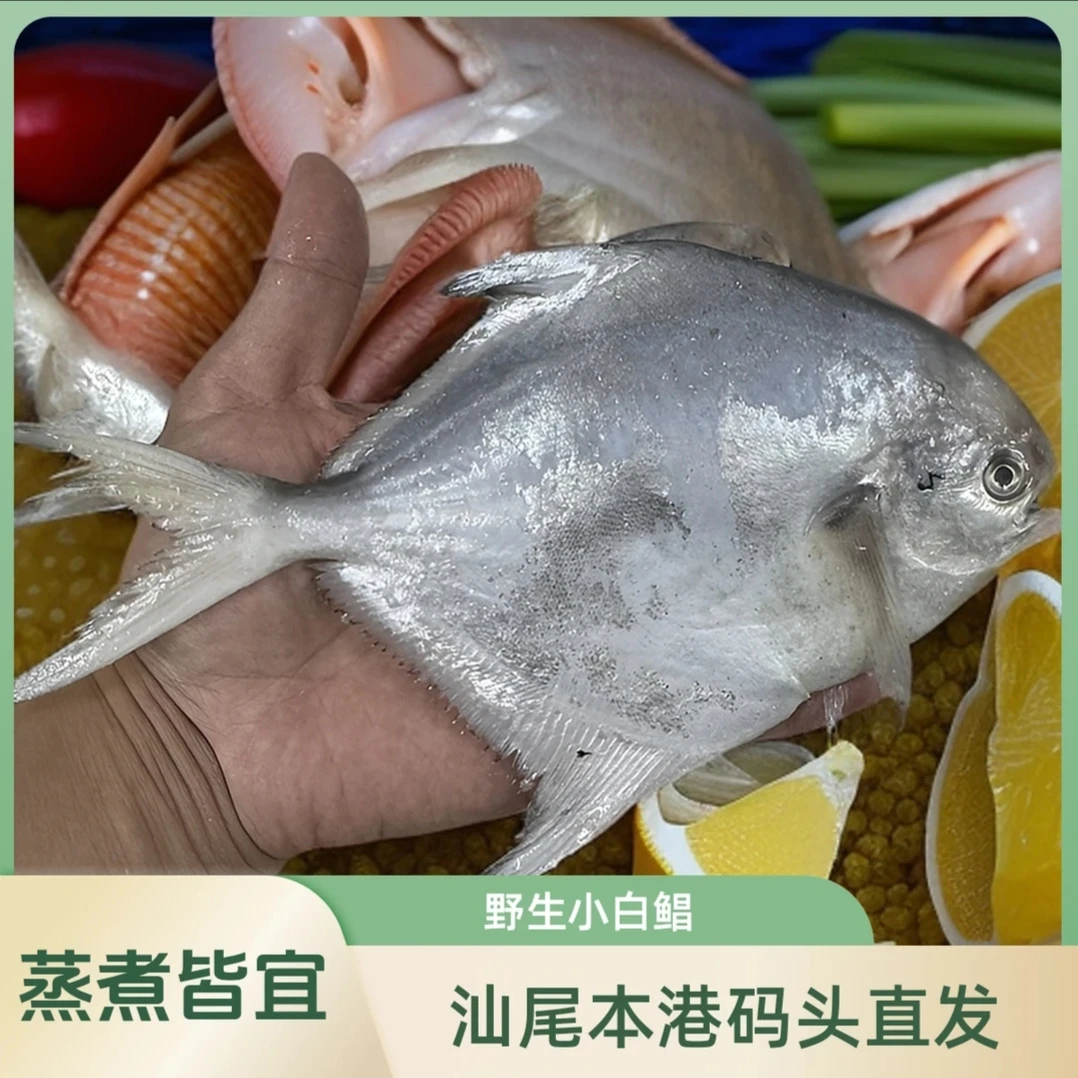 【小白鲳鱼】汕尾本港野生海捕小白鲳鱼