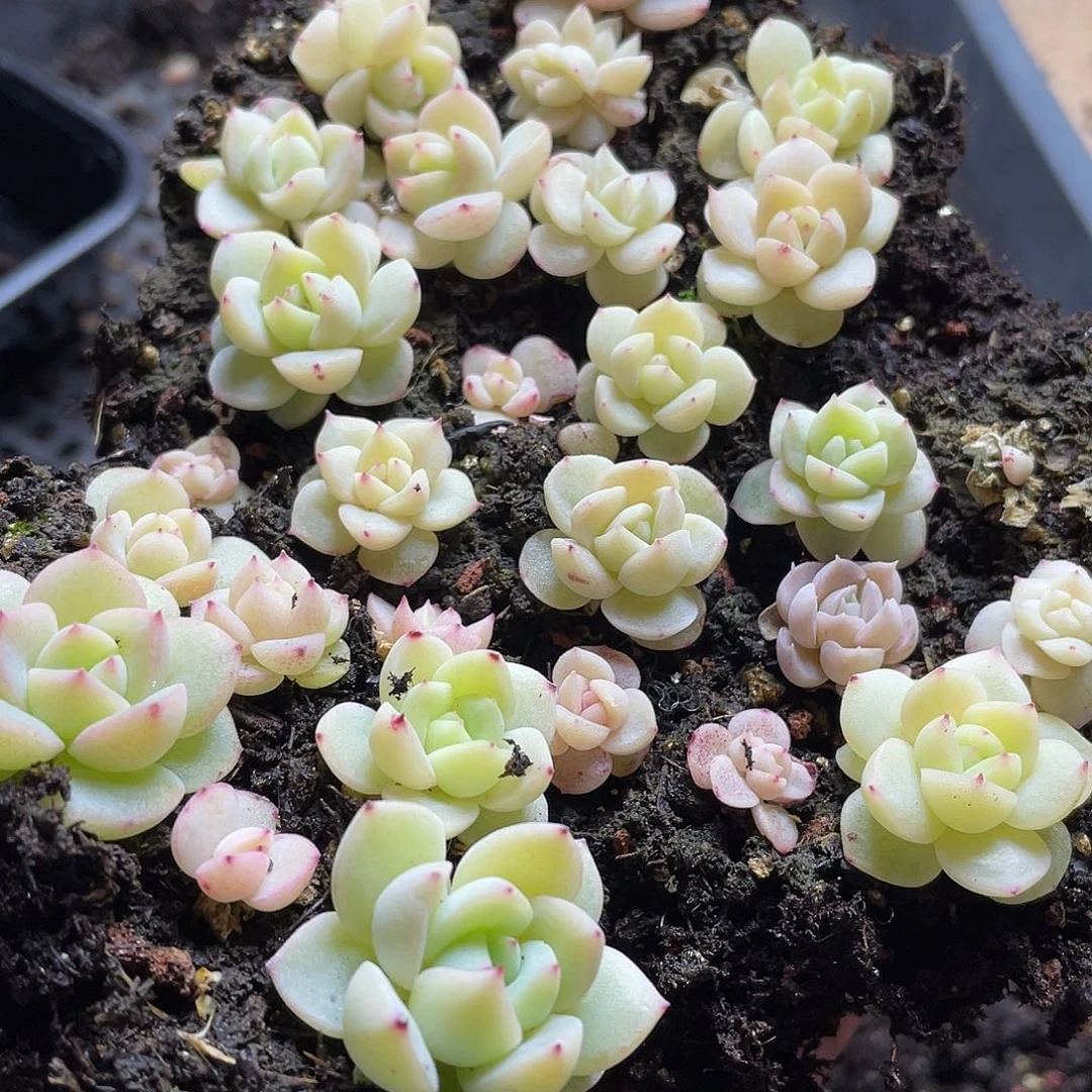 珍妮优选一物一拍013