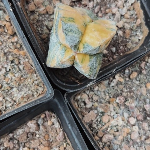 完全开放樱****舞367仙人球