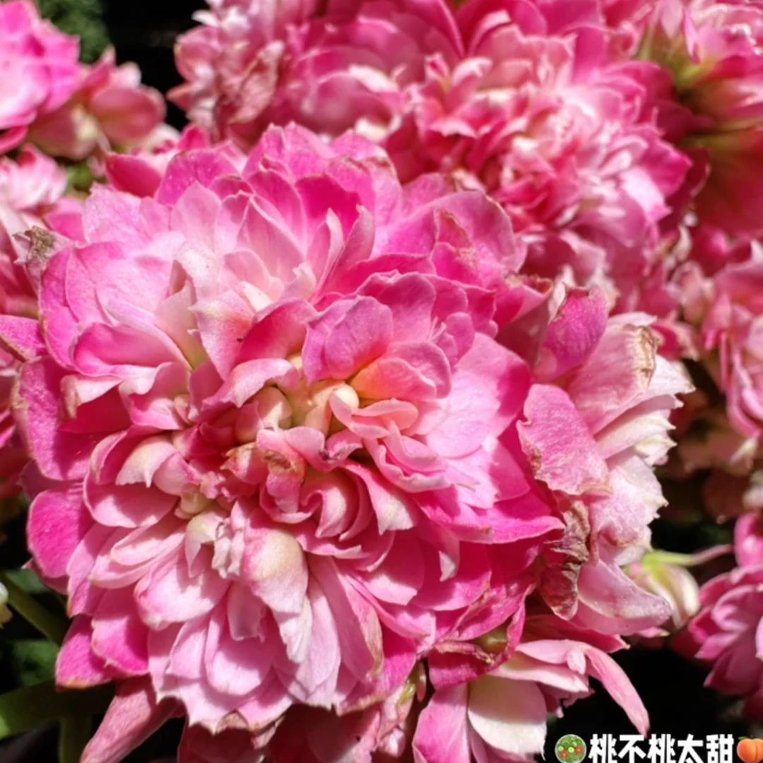 110盆露薇花（一盆不发）也叫伊莎贝拉