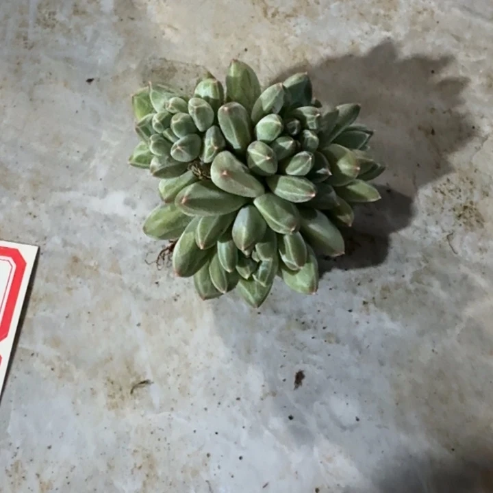 青花瓷四头狮子座的流星雨华府