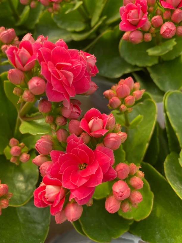 粉岩130杯～长寿花重瓣大花带花苞四季室内盆栽开花好养