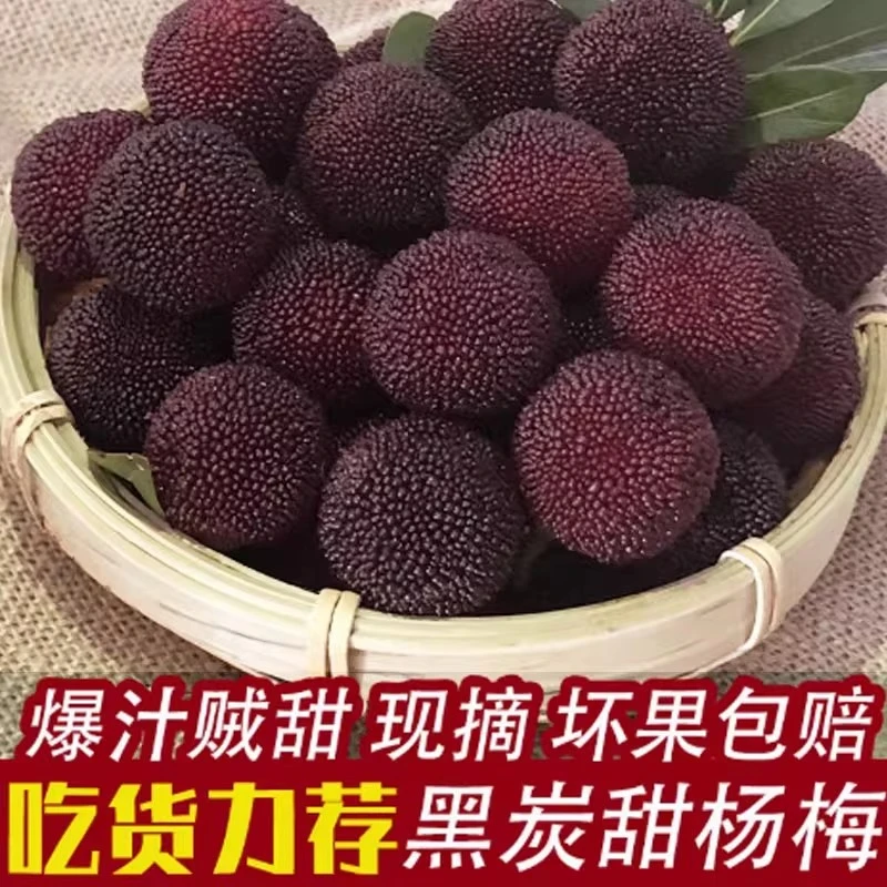 【泡酒首选】能吃能泡马涧黑炭杨梅新鲜当季水果顺丰冷链发货