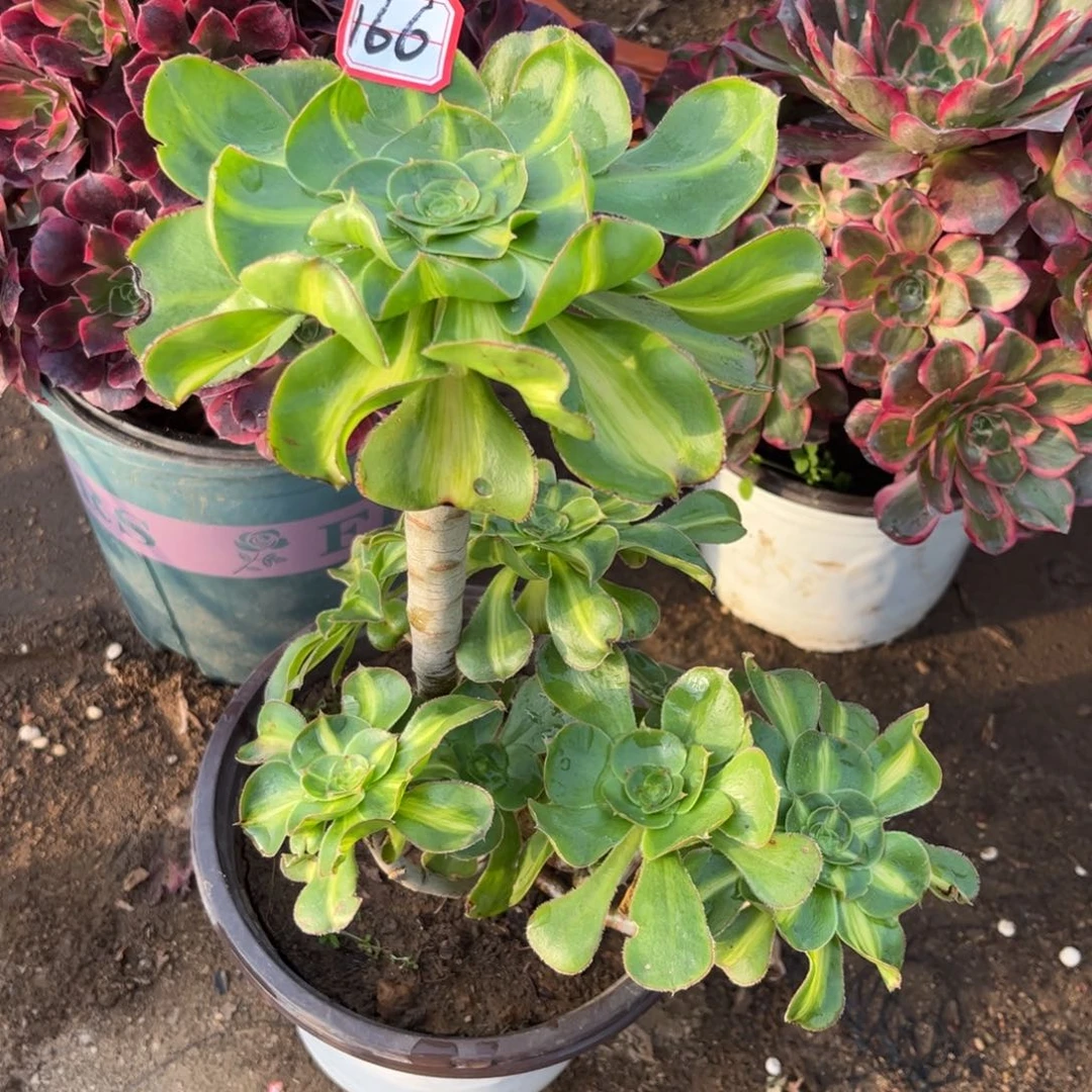 166多肉植物暴君群生砍过