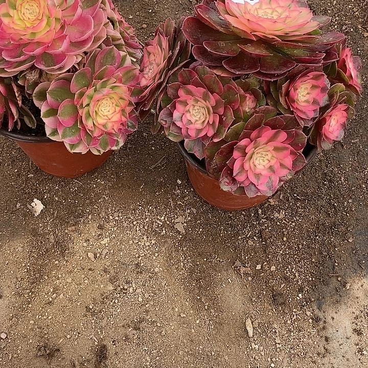 存***梅多肉植物套餐649。648多肉