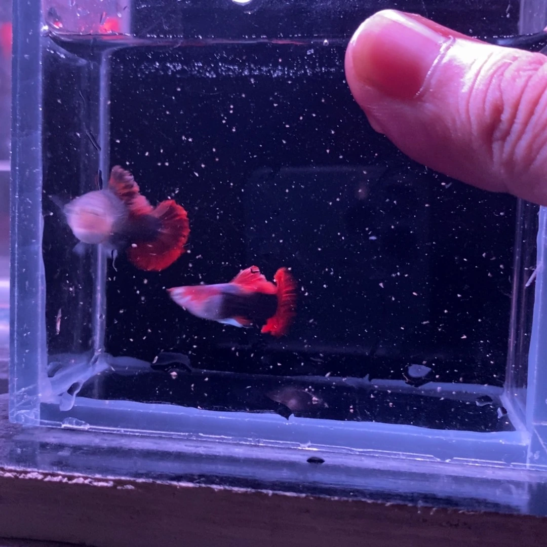 孔雀鱼菊花帆一对