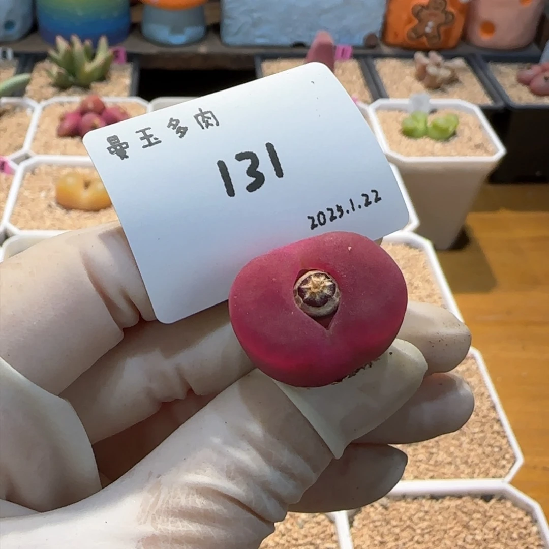 宝****?多肉多肉多肉1.22-131