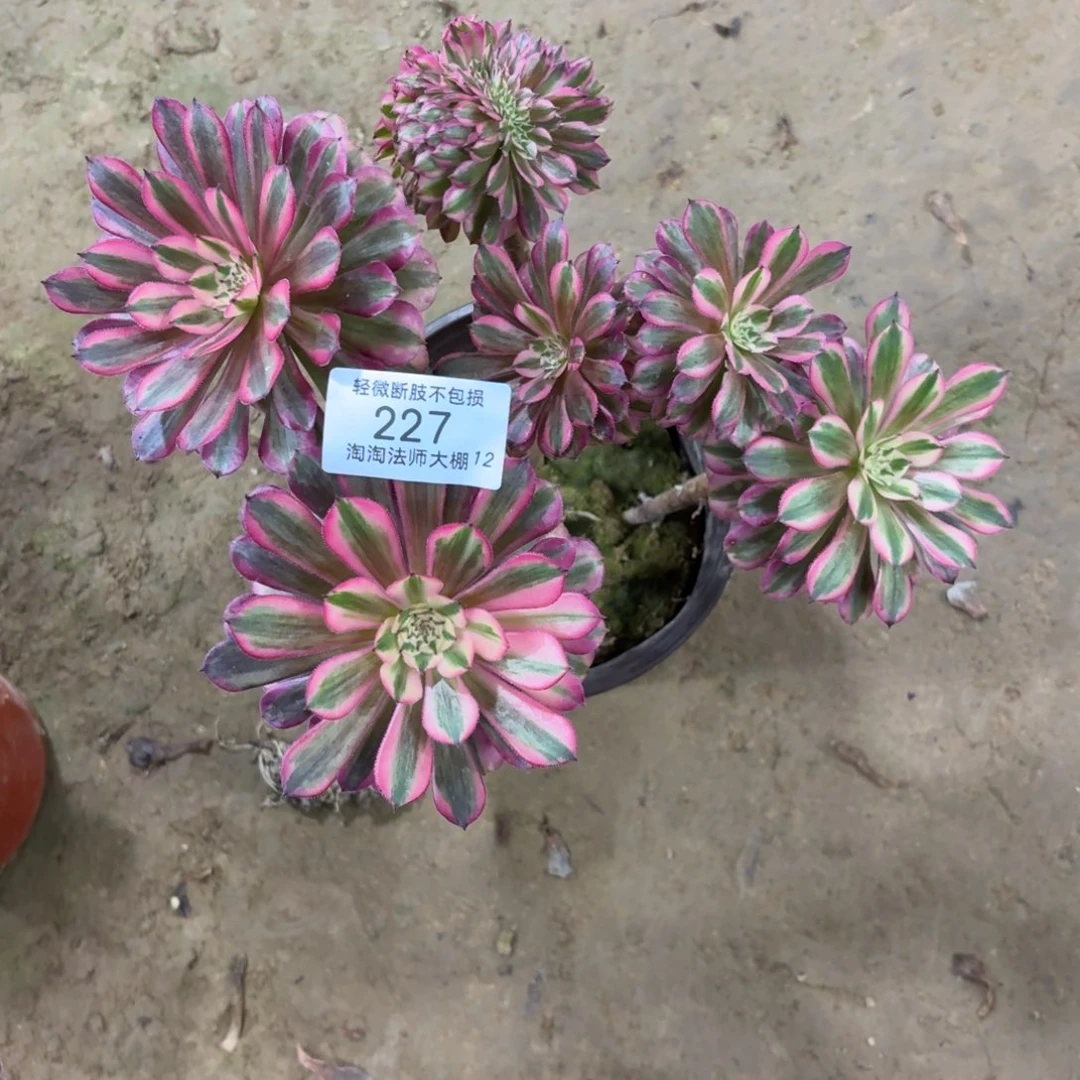 227月亮石缀化丛林多肉