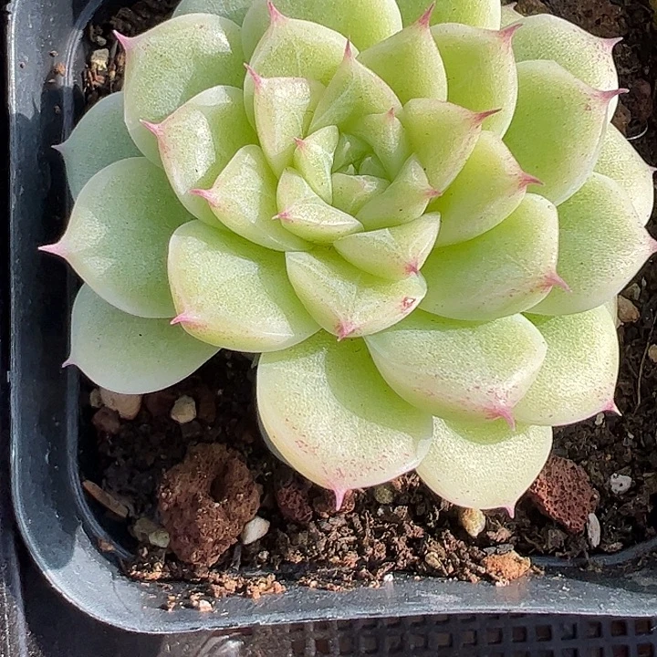 边线女王双头111111