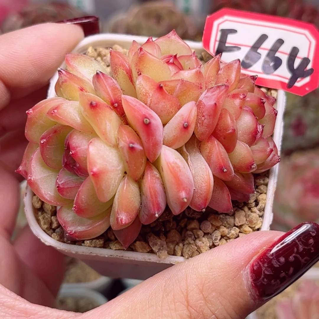 F664一物一拍 玉笛