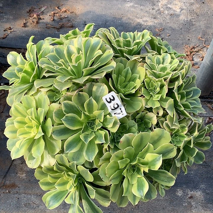 多肉植物绿豆沙397