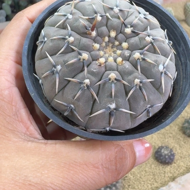 仙人球，怪龙丸，有根