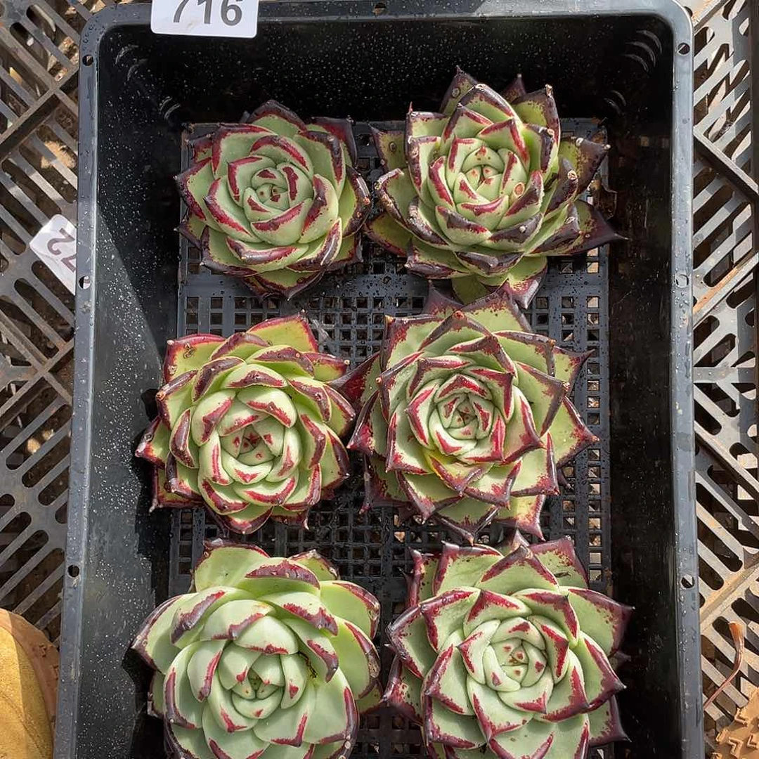 若如东云组拍716