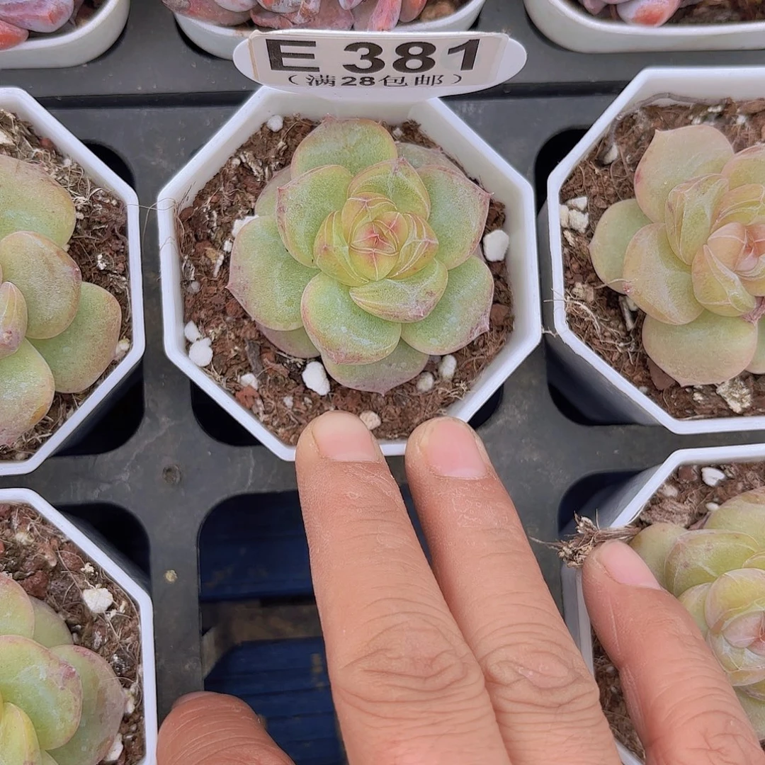 E381凤凰珍妮一物一拍