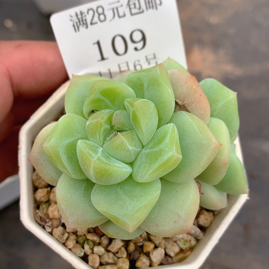【闪购商品】云109年