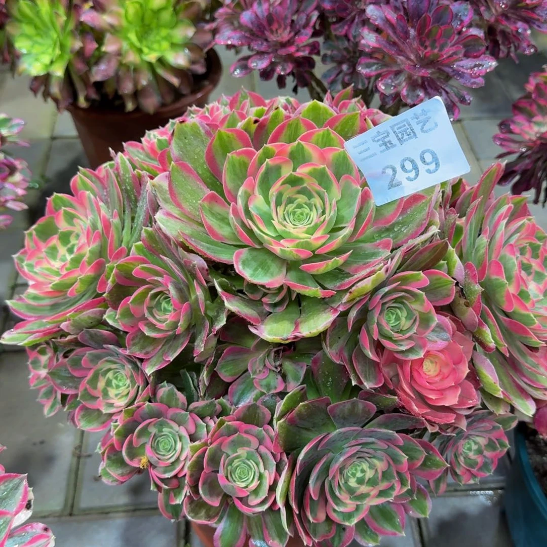 懂*多肉植物299妖月