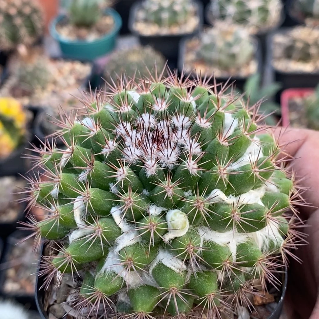 植播园艺优选茶丽丸