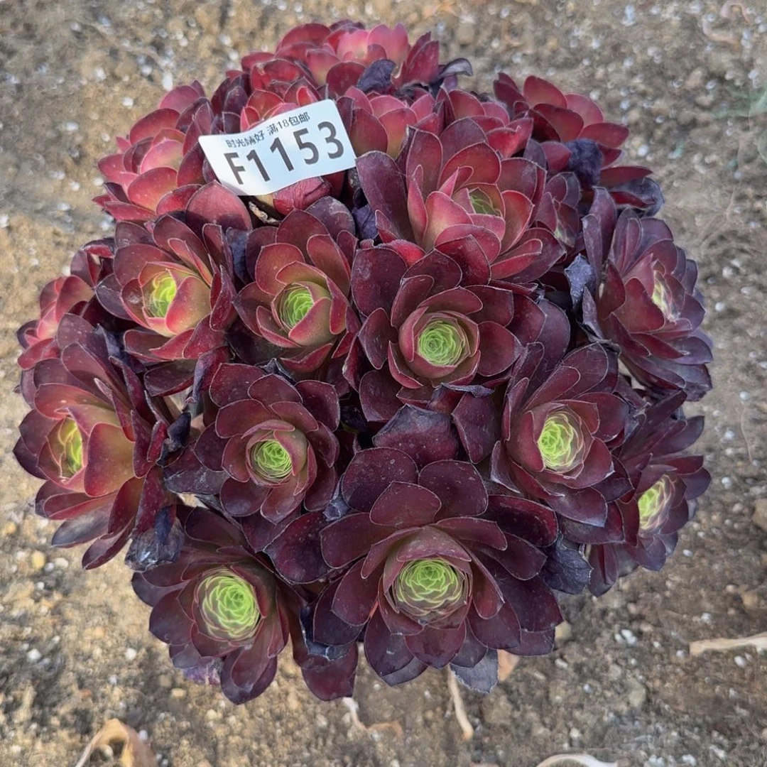 1152魅金玫瑰。多肉植物