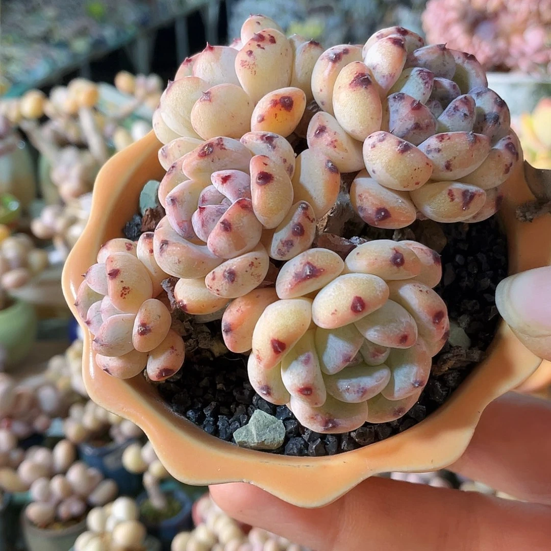 咕***～多肉植物的生长发育规律与生态学