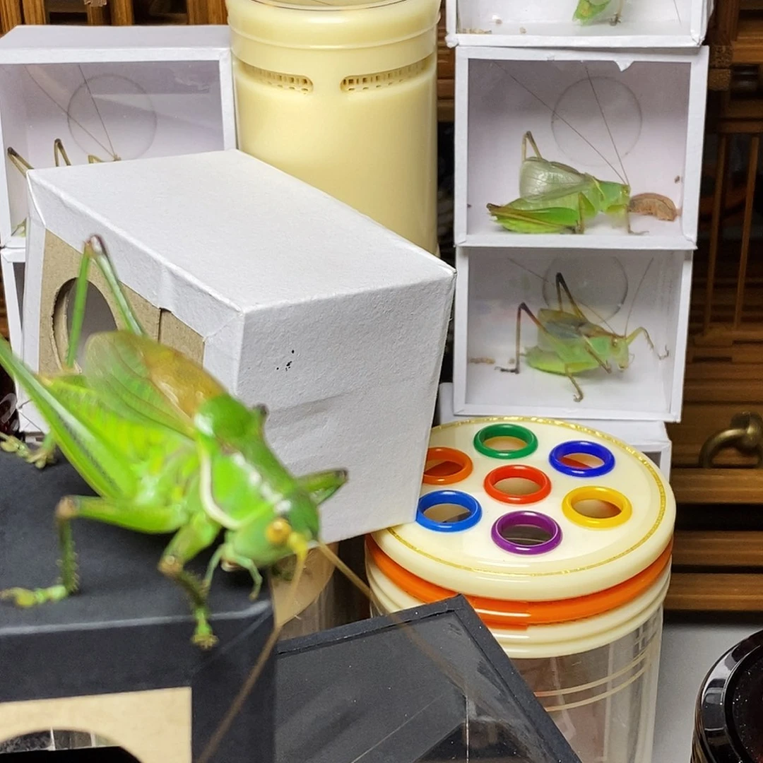 前苍七孔蝈蝈罐加绿蝈蝈