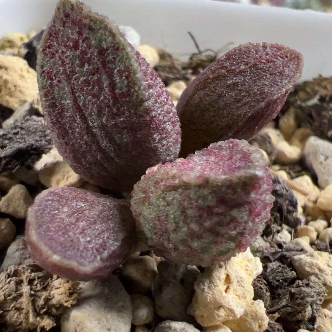 实生新品多肉植物水泡多肉植物