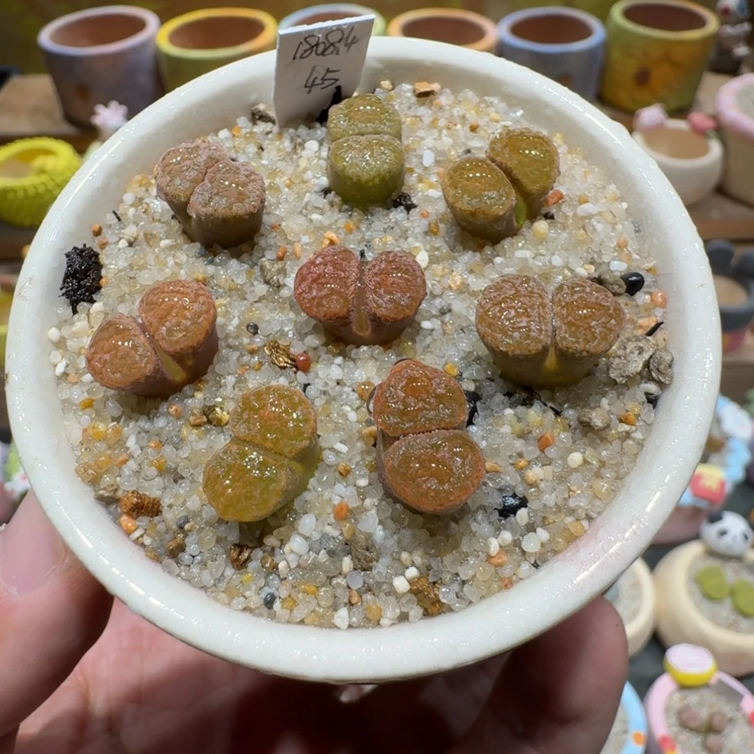 蘑菇1385超级蛋糕风铃多肉植物