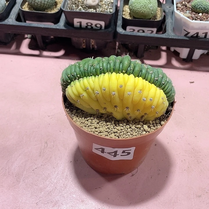 445多纹柱缀化自然锦