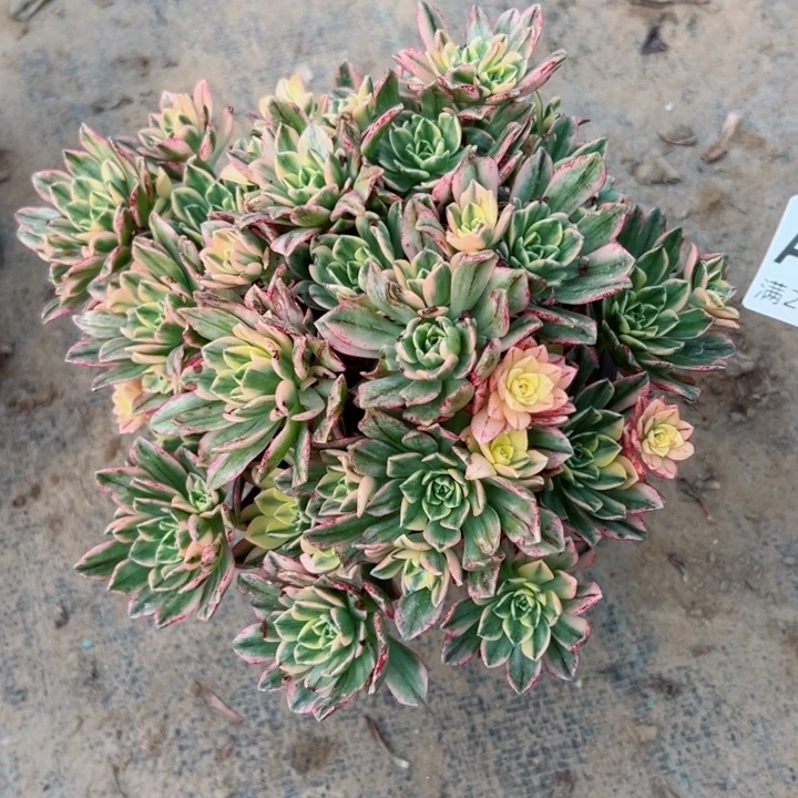 850甜茶多肉植物