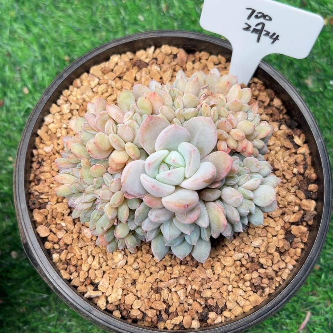 一物一拍链接，700寄养