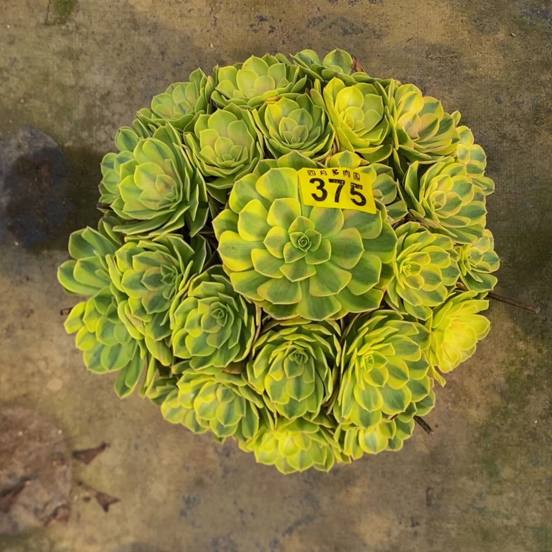 z***v多肉0000375雨荷000