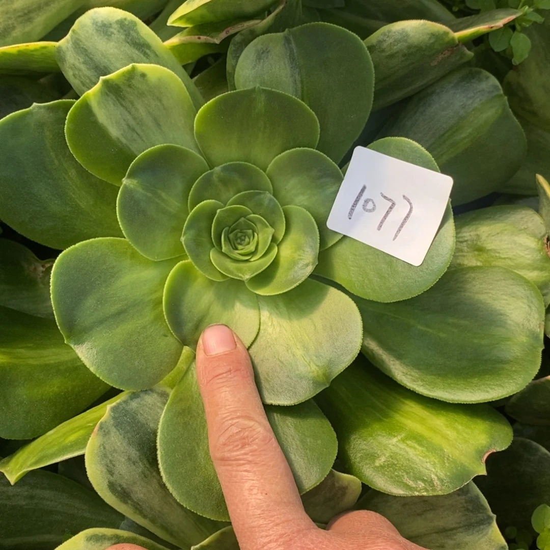 1077玉龙中斑多肉植物