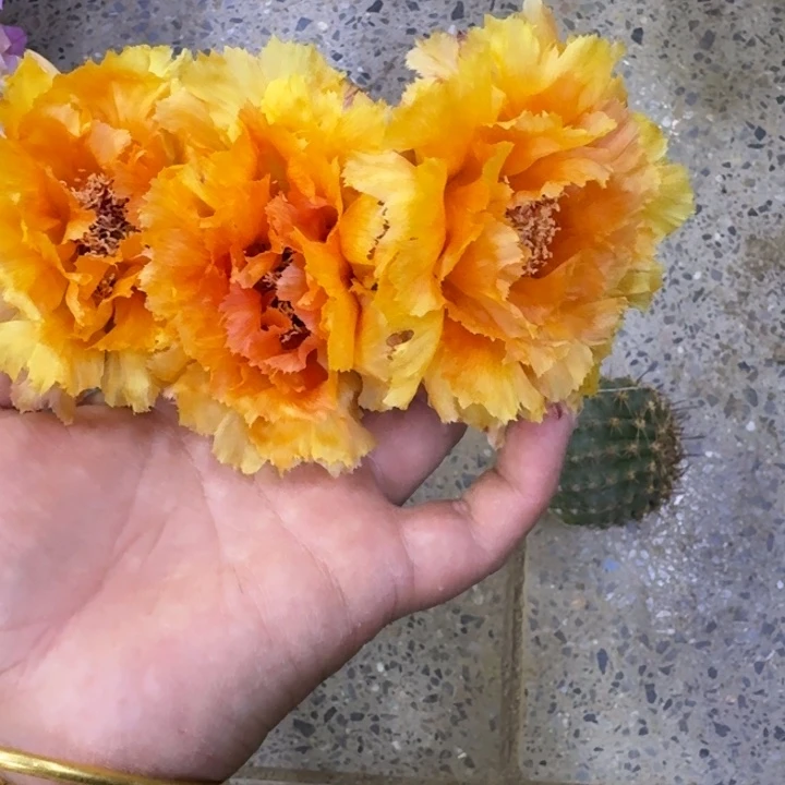 250彩草琉璃盏歪无根侧牙3公分左右，20包邮