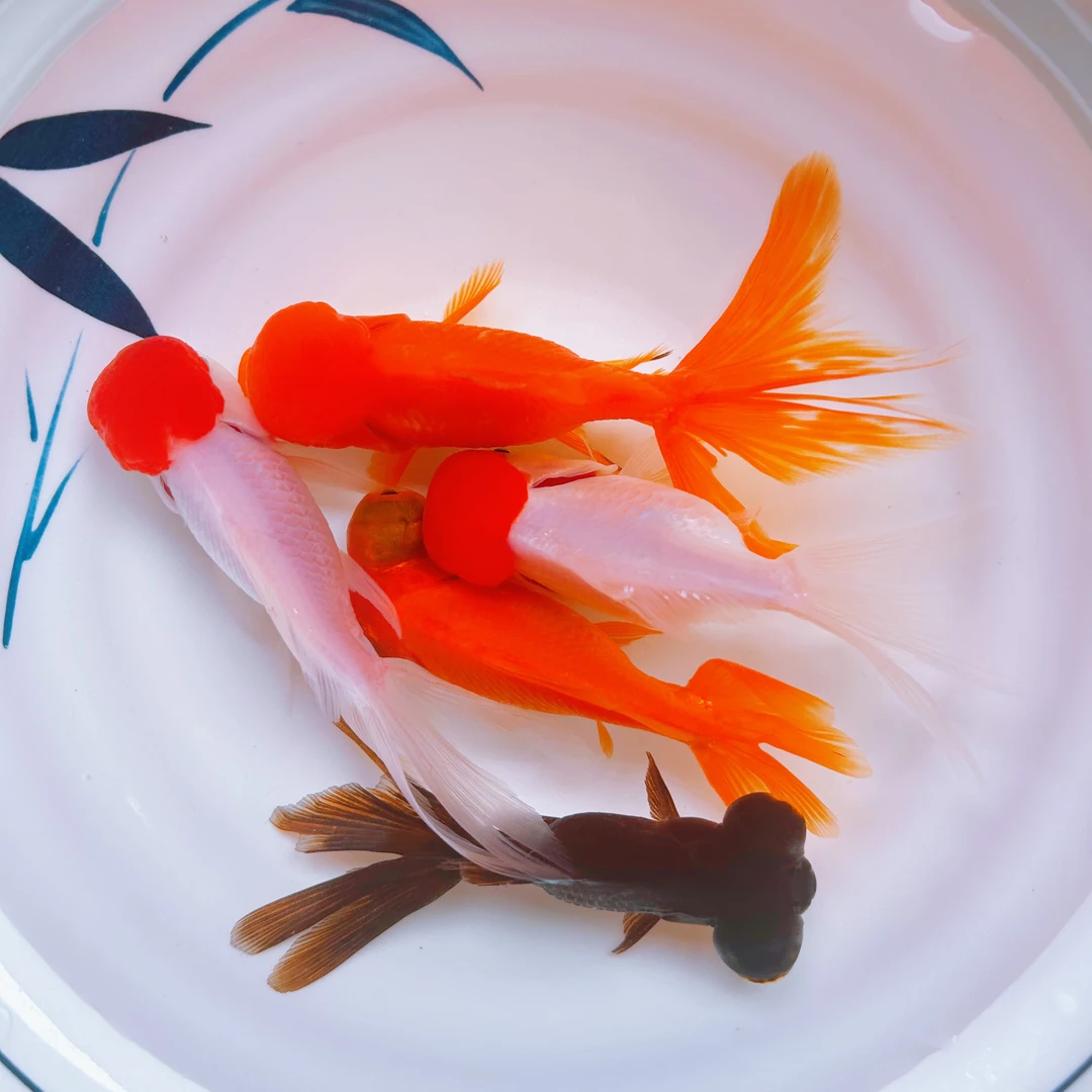 「红狮鸿运龙睛5福」多种品种金鱼观赏鱼好养好活淡水锦鲤观赏鱼