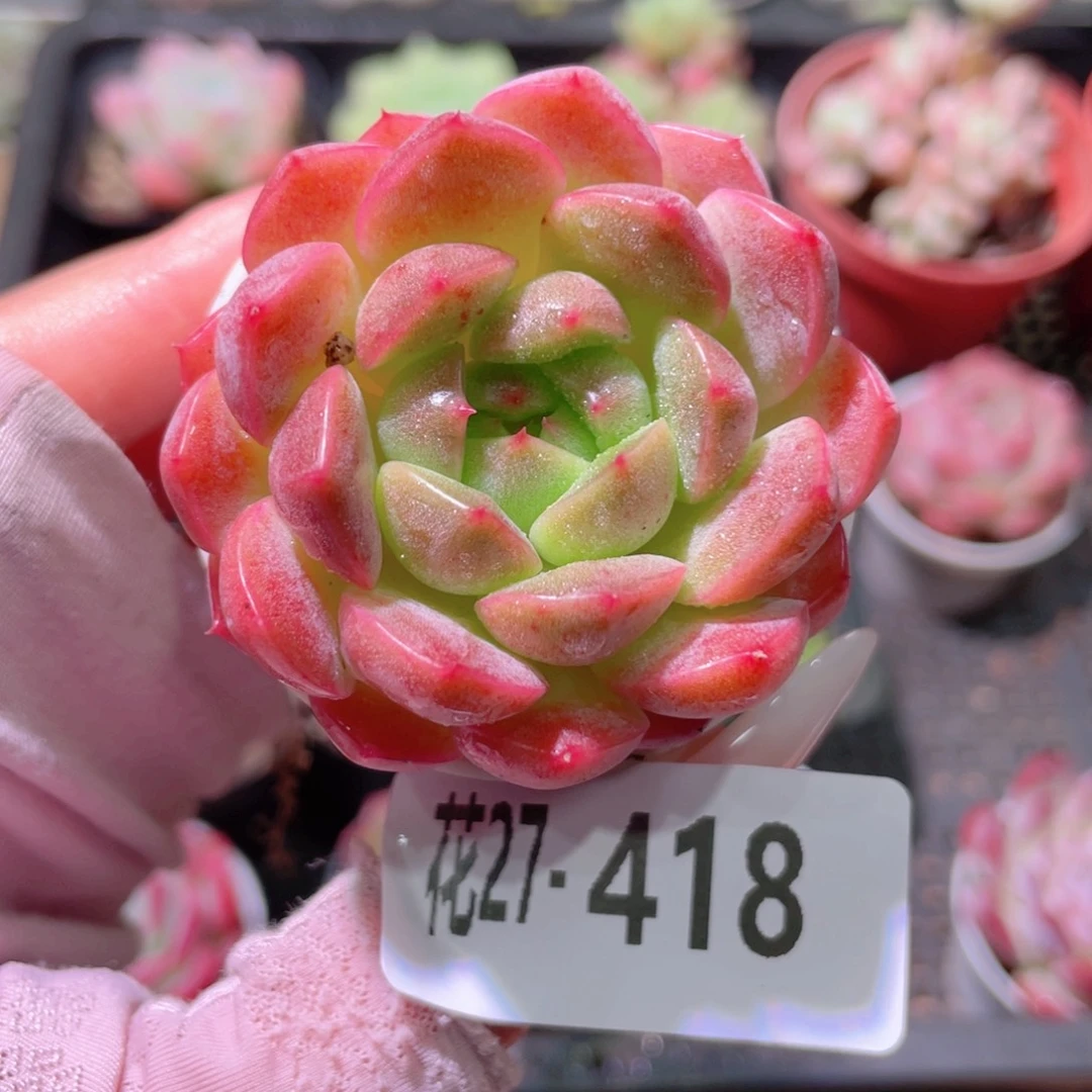 花利美27-418新品