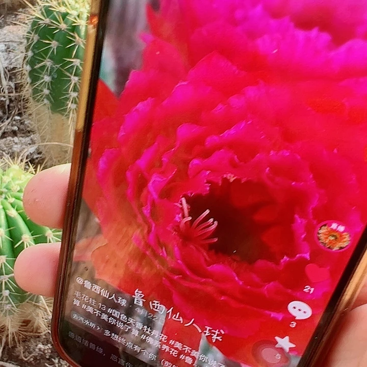 毛花柱 清13 有根 瑕疵 18厘米