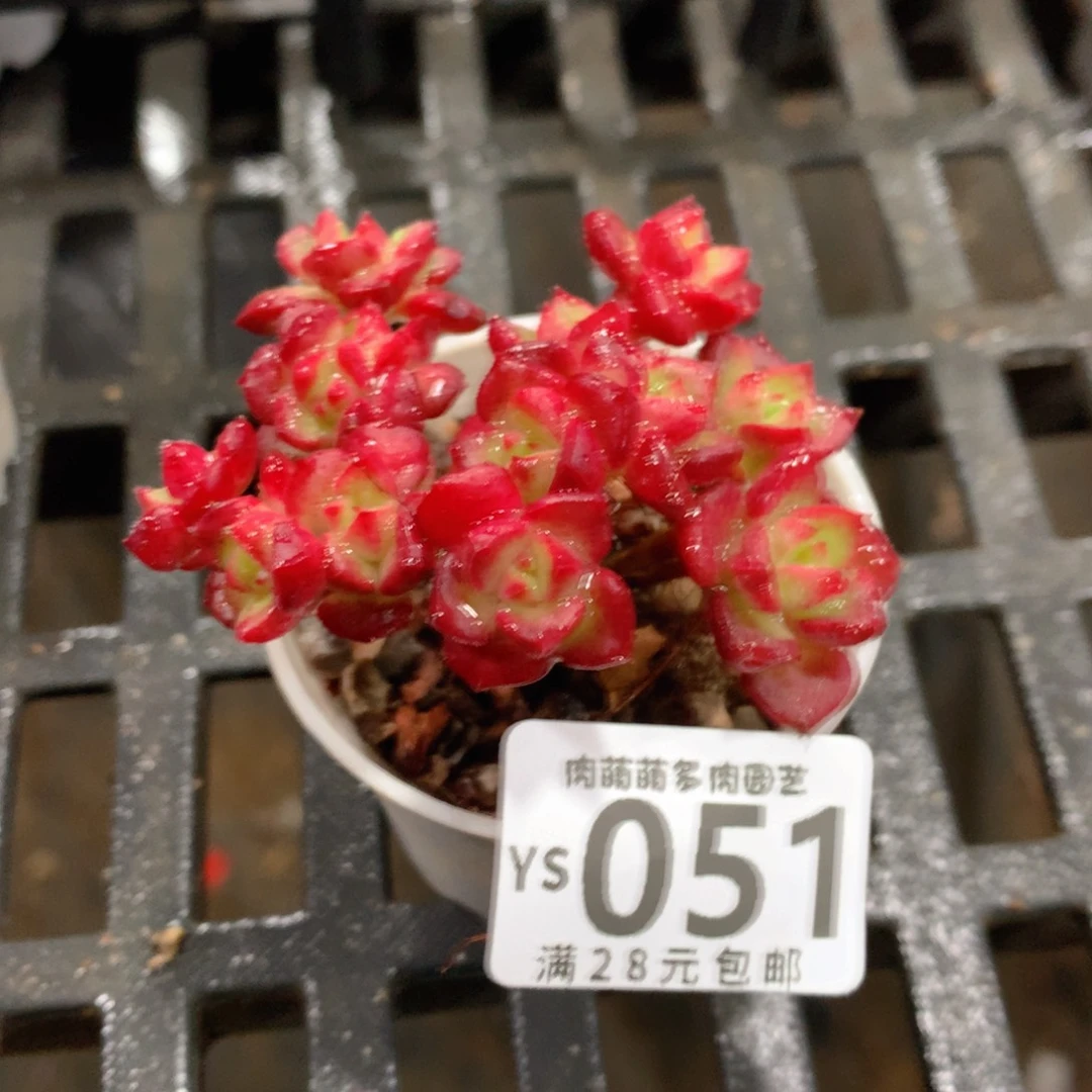 肉萌萌拇指盆精控多肉YS051