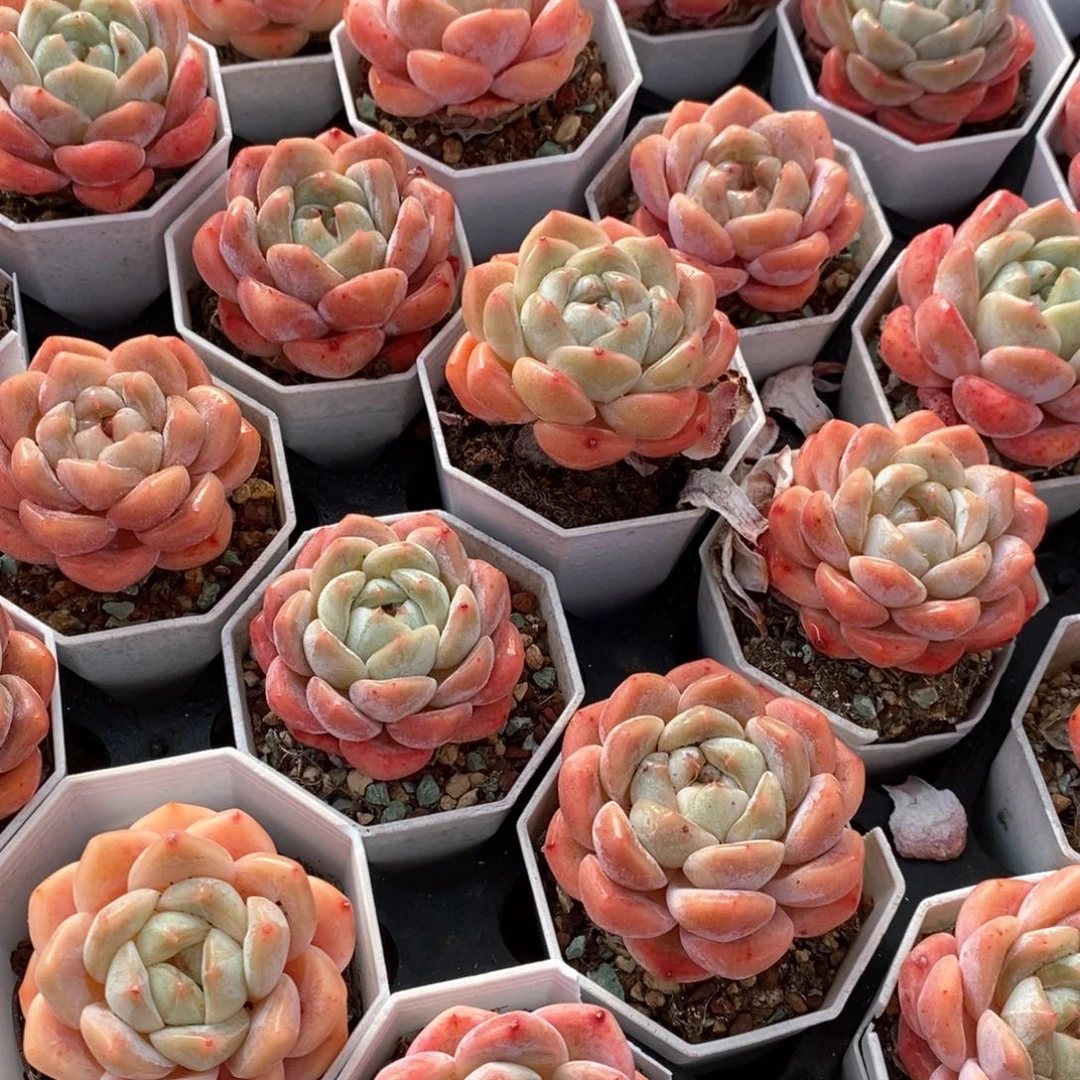 123海棠红单头 福利多多