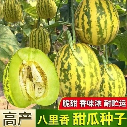 八里香飘香甜瓜种籽冰糖脆甜瓜种子甜香瓜超早熟甜瓜种子超甜