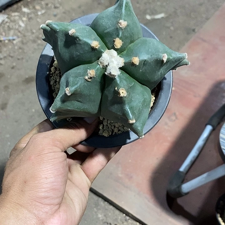 摆****鸾凤玉实生脱土发货