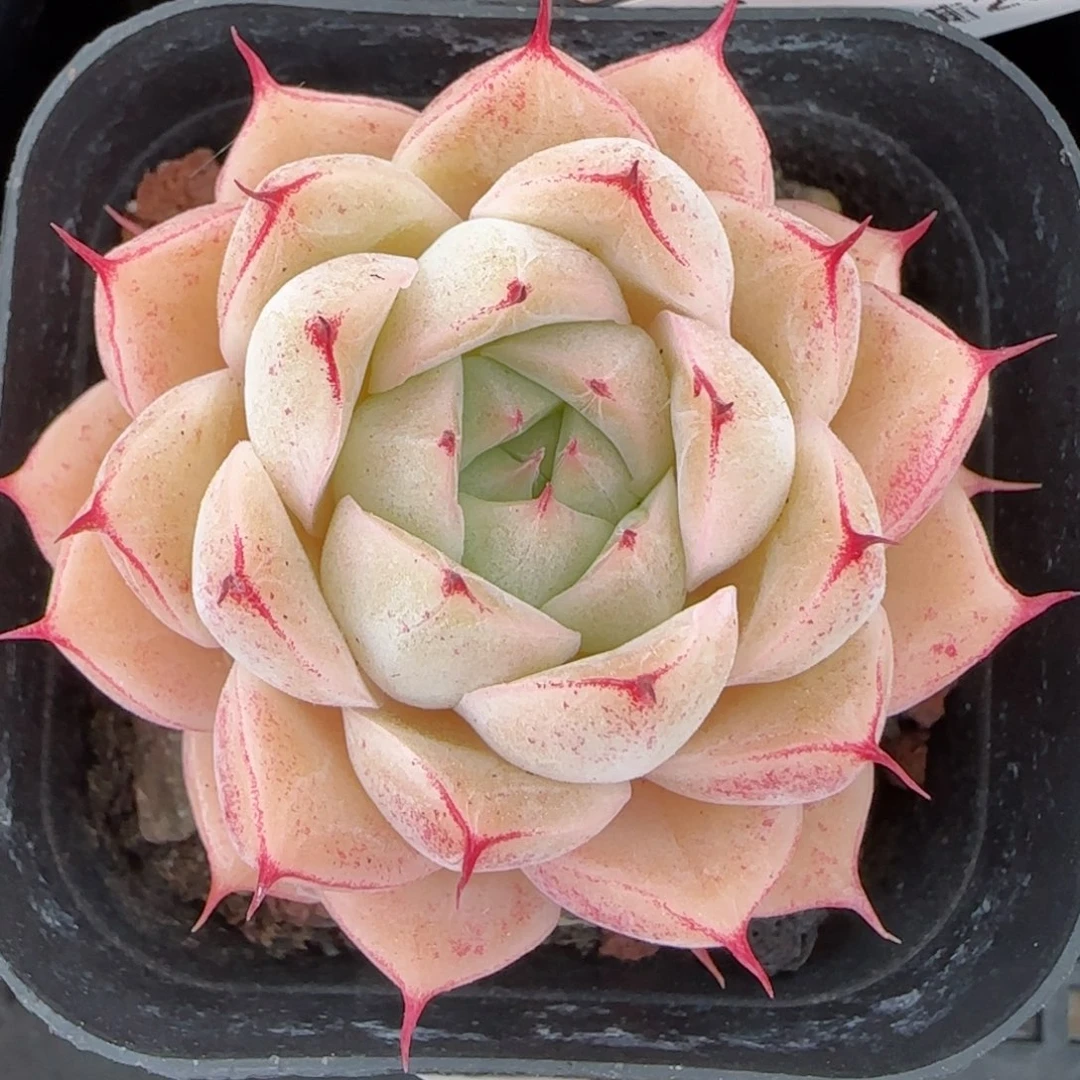 花语逸境0223-189