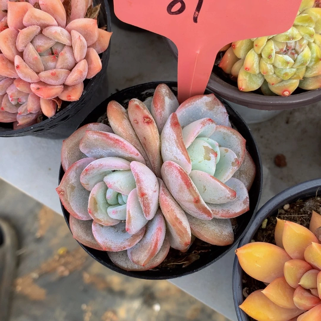 韩版奶72727272727272